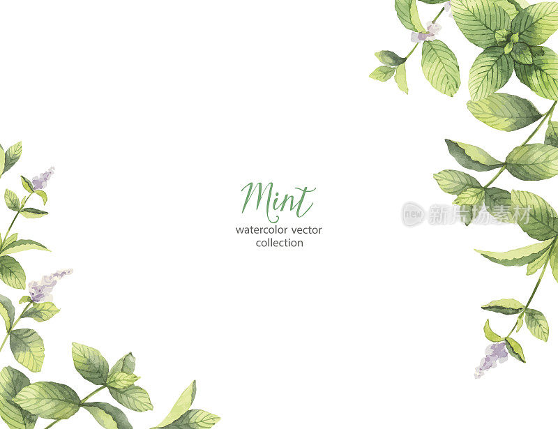 Watercolor vector frame of mint branches isolated on white background.